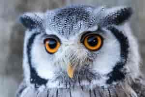 Ich seh alles