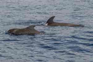 Grindwale vor La Gomera