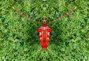 Krabbeltier, unbekannt