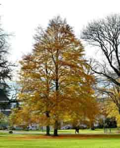 Herbst im Park
