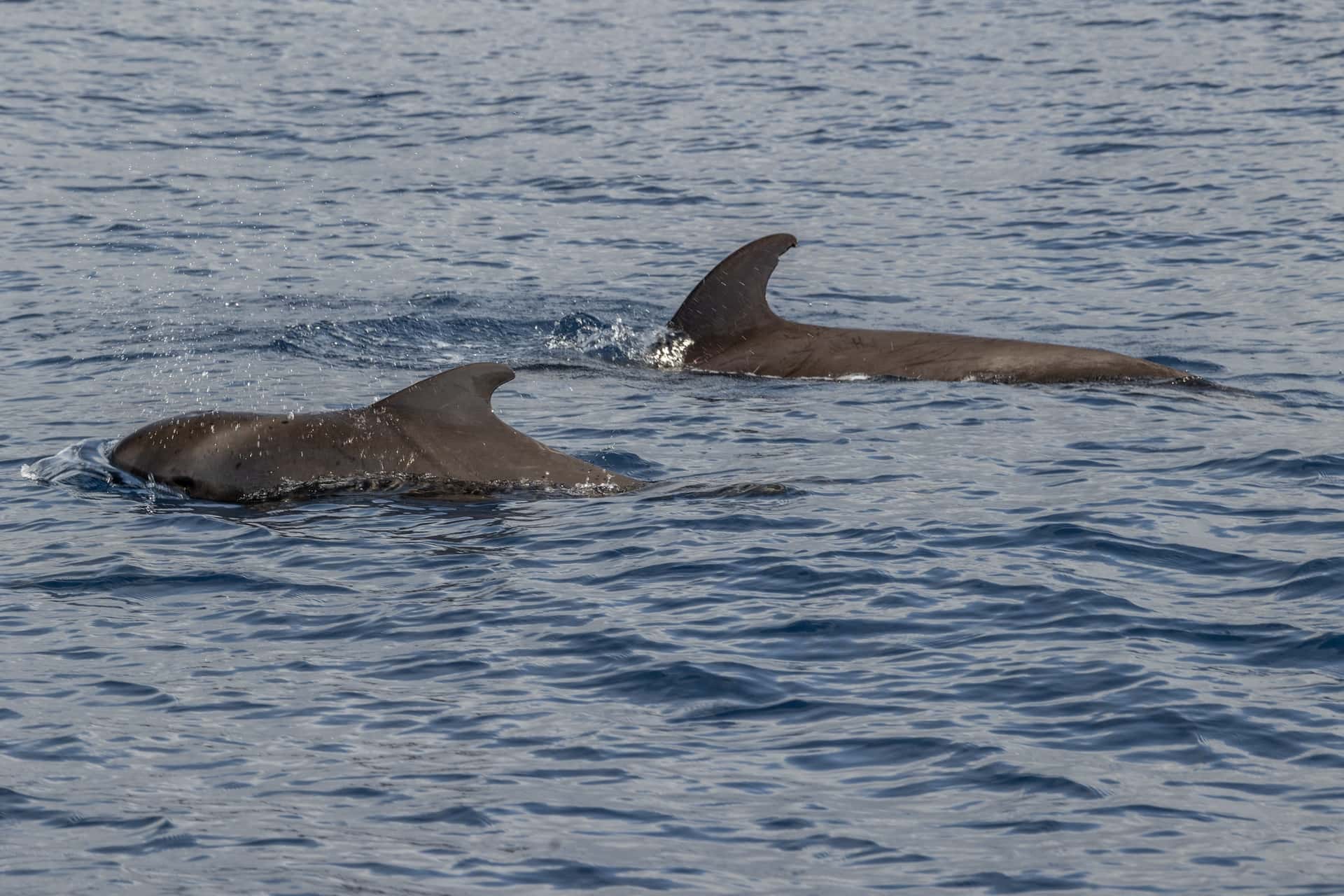 Grindwale vor La Gomera